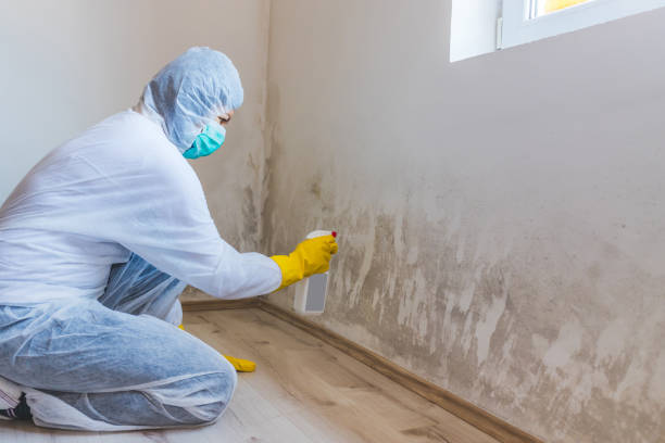 Licensed Basement Mold Remediation service in Ashburn, GA - Car Mold Remediation